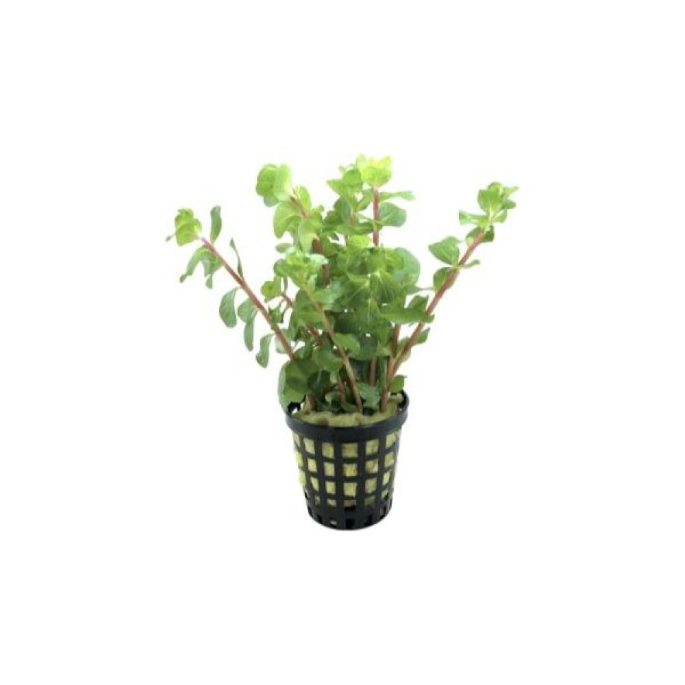 Özden Aquatics 1 Saksı Rotala Mexicana Bangladesh Canlı Akvaryum Bitkisi Evcil Hayvan Ürünleri Fiyatı