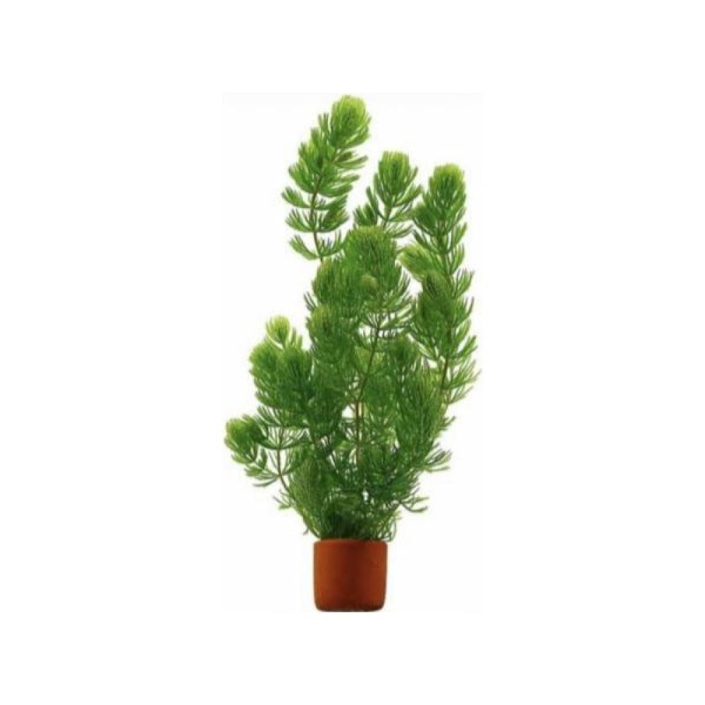 Özden Aquatics 1 Saksı Tilki Kuyruğu (Ceratophylum Demersum) Canlı Akvaryum Bitkisi Evcil Hayvan Ürünleri Fiyatı
