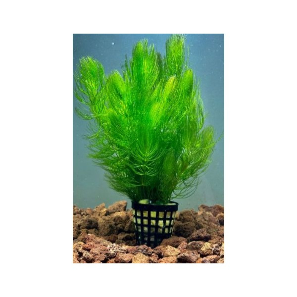 Özden Aquatics Ceratophyllum Submersum 1 Saksı Canlı Akvaryum Bitkisi Evcil Hayvan Ürünleri Fiyatı