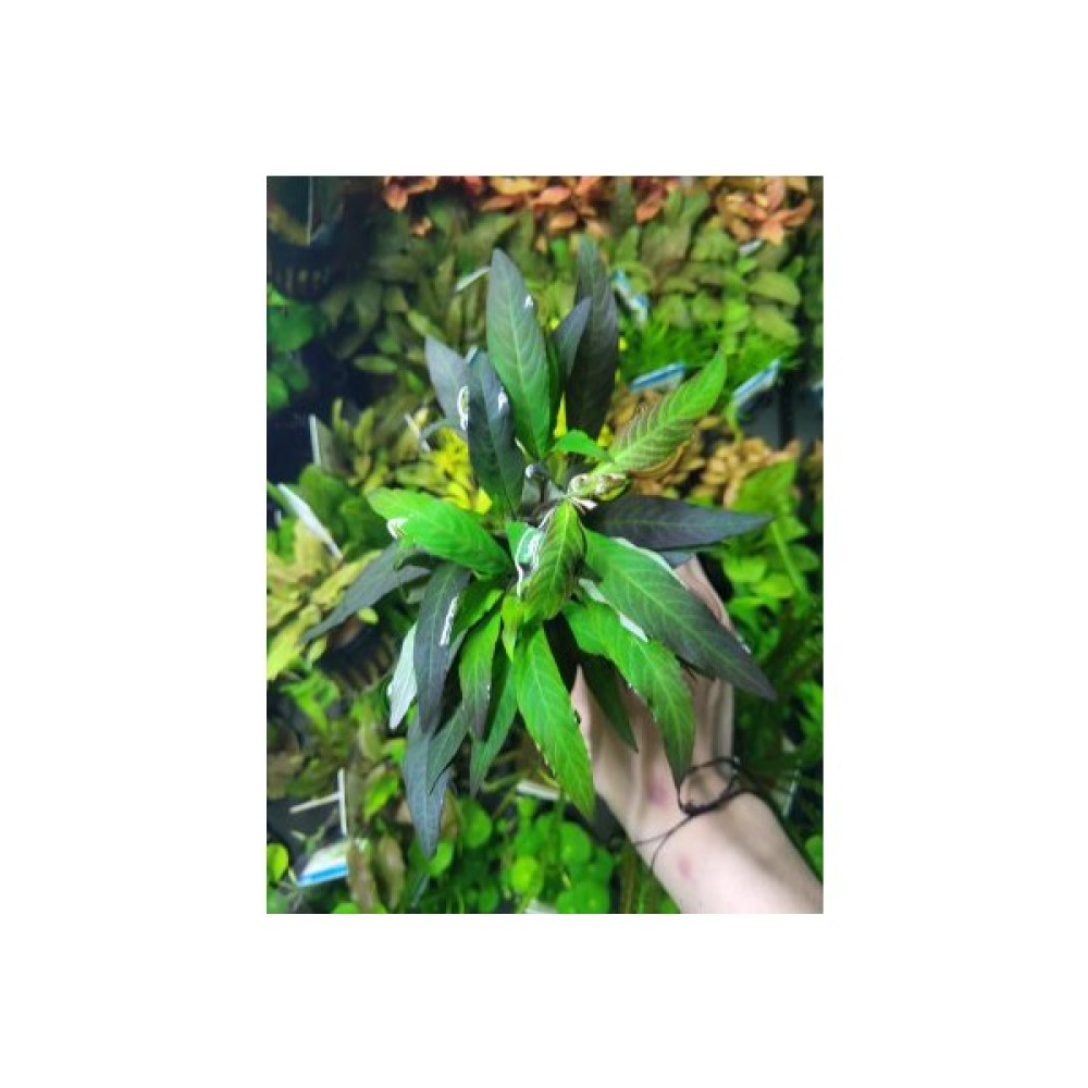 Özden Aquatics Hygrophila Angustifolia Red (Kızıl Tütün) Evcil Hayvan Ürünleri Fiyatı