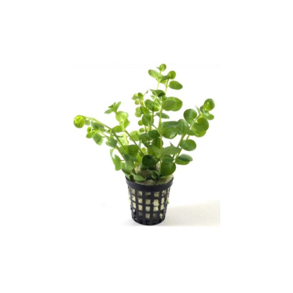 Özden Aquatics Nummularia Aurea Sp Green (1 Saksı) Oto Boyaları Fiyatı