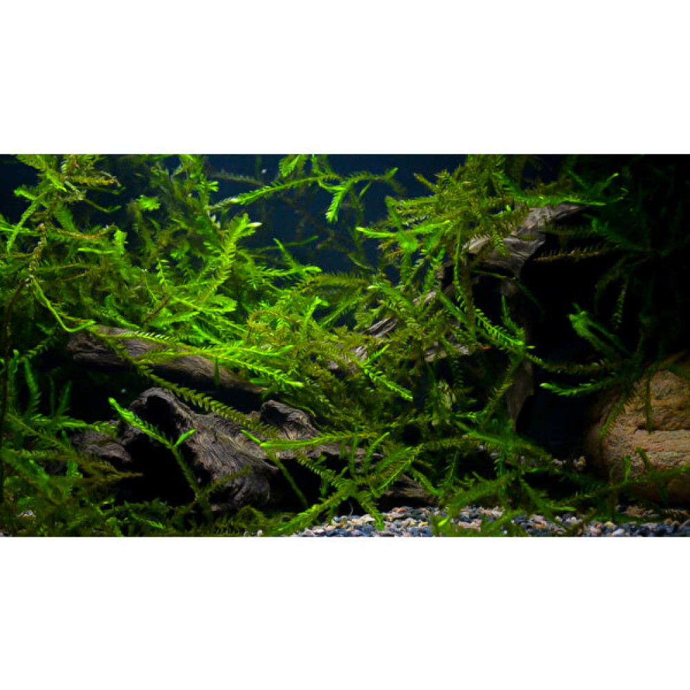 Özden Aquatics Willow Moss Canlı Akvaryum Bitkisi Evcil Hayvan Ürünleri Fiyatı