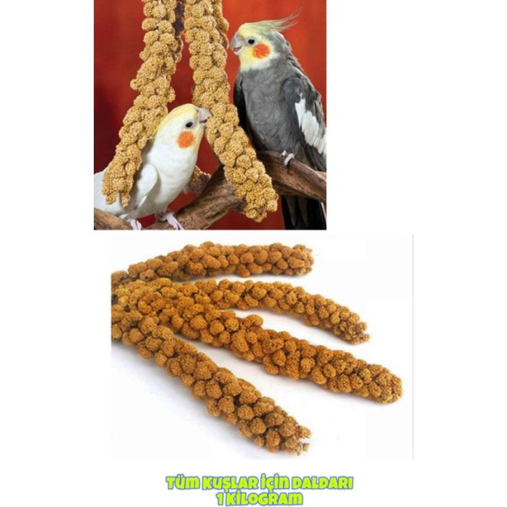 ÖzPati Tüm Kuş Türleri Için Dal Dal Özel Üretim Büyük Boy 1 kg Oto Boyaları Fiyatı