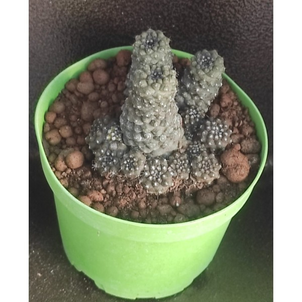 Pagoda Kaktüs - 8,5 Cm Saksı - Ref17C 80 Oto Boyaları Fiyatı