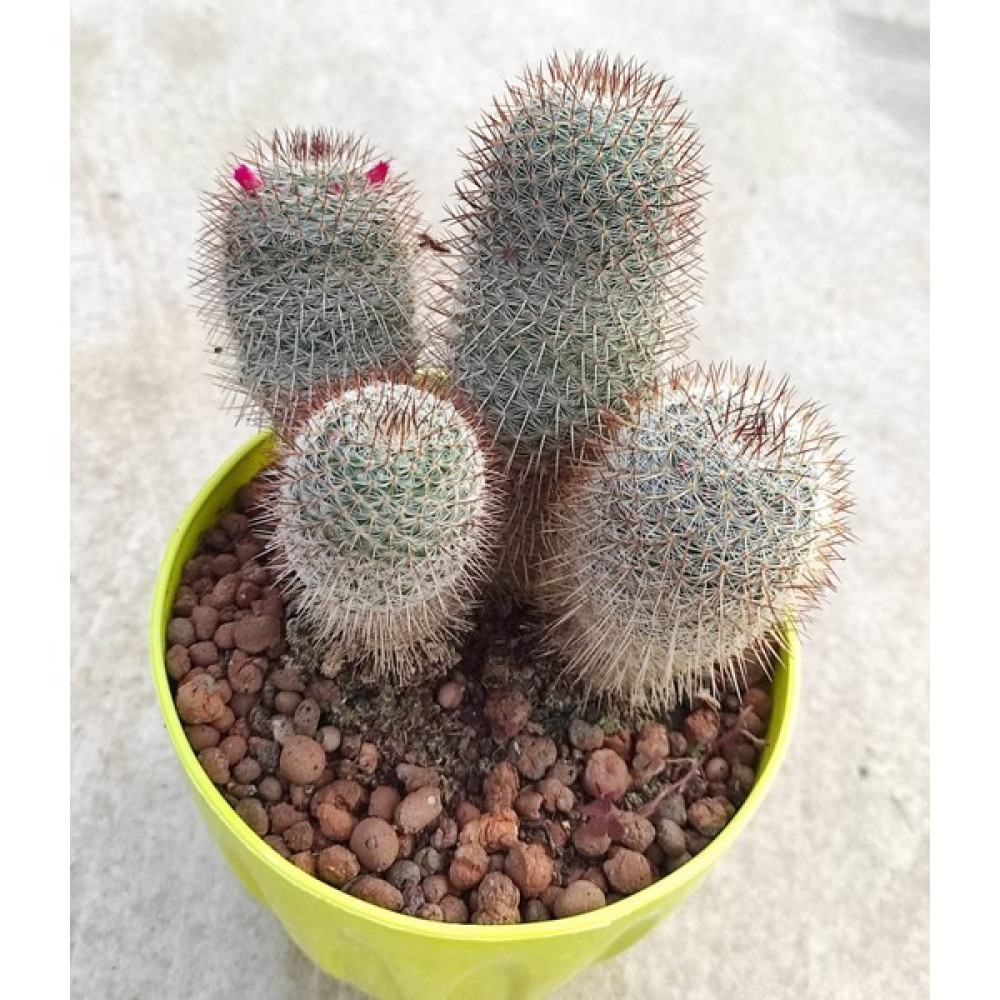 Pagoda Mammillaria--Kaktüs--14 cm Saksı-- Ref 24D/501 - Yok Oto Boyaları Fiyatı