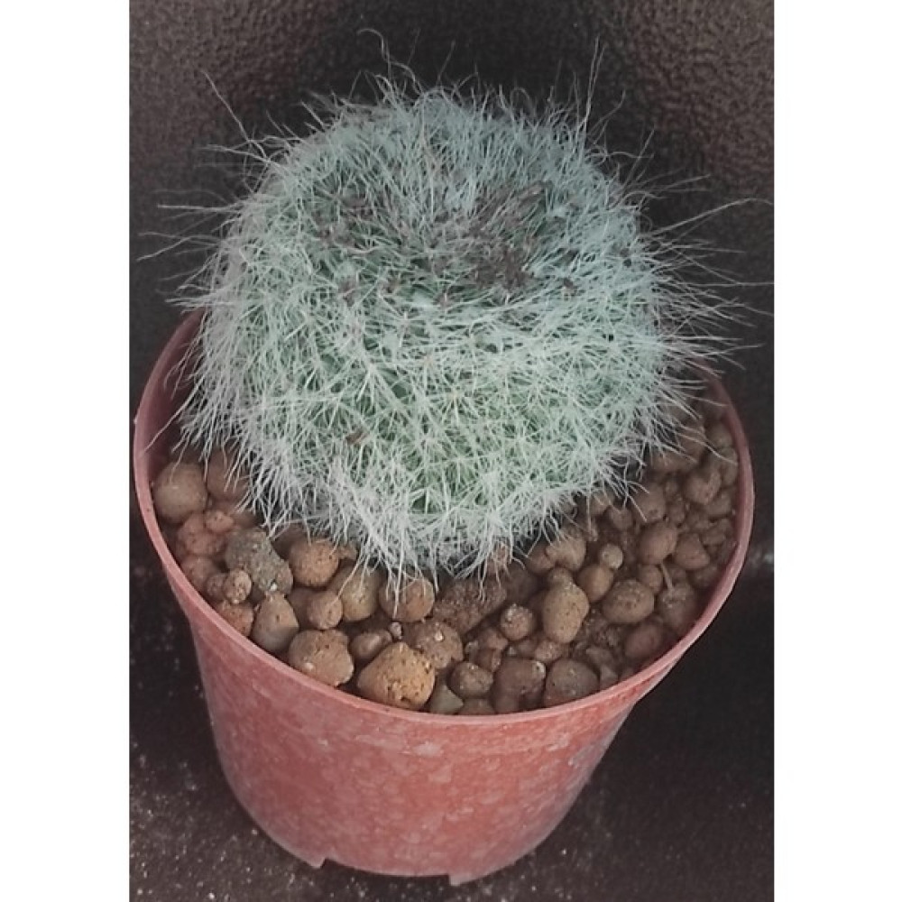 Pagoda Mammilllaria - 8,5 Cm Saksı - Ref17C 80 Oto Boyaları Fiyatı