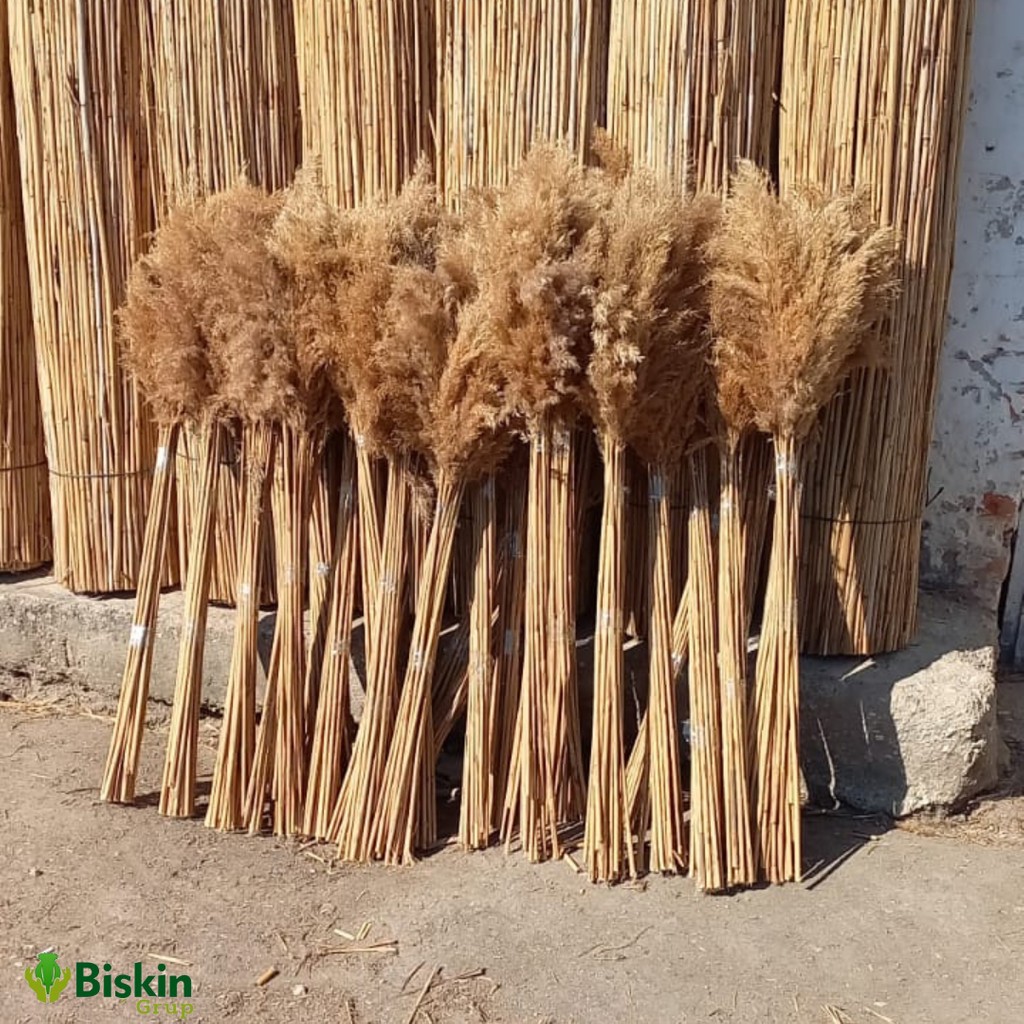 Pampas Natural Dekorasyon Süs Çiçeği 30 - Açık Kahverengi Diğer Fiyatı