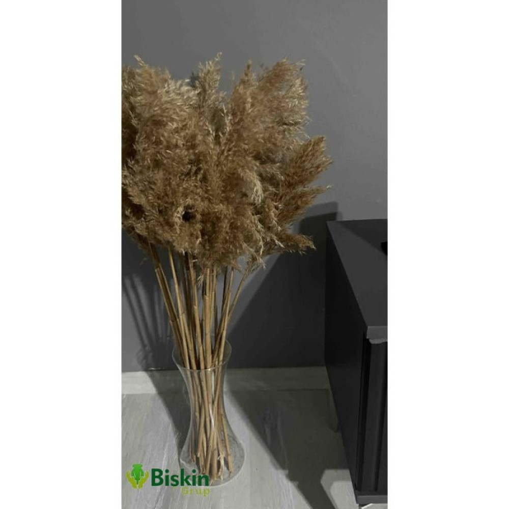 Pampas Natural Dekorasyon Süs Çiçeği 45 - Açık Kahverengi Ev & Dekorasyon Aksesuarları Fiyatı