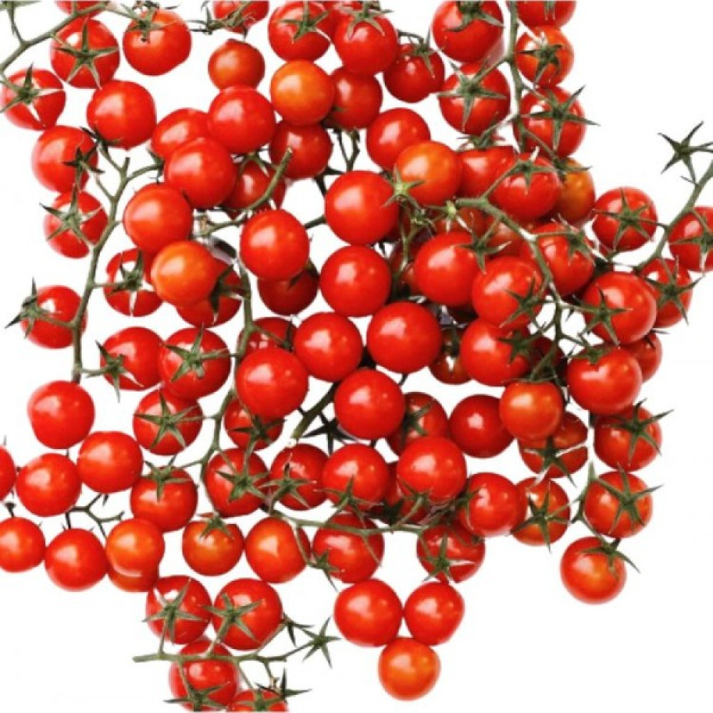 Paşa Tohumculuk Domates Cherry (Çeri) Tohumu 100 Tohum - (100+ Adet Tohum) Paşa Tohumculuk Balıkesir - 1 Adet Tohum Fiyatı