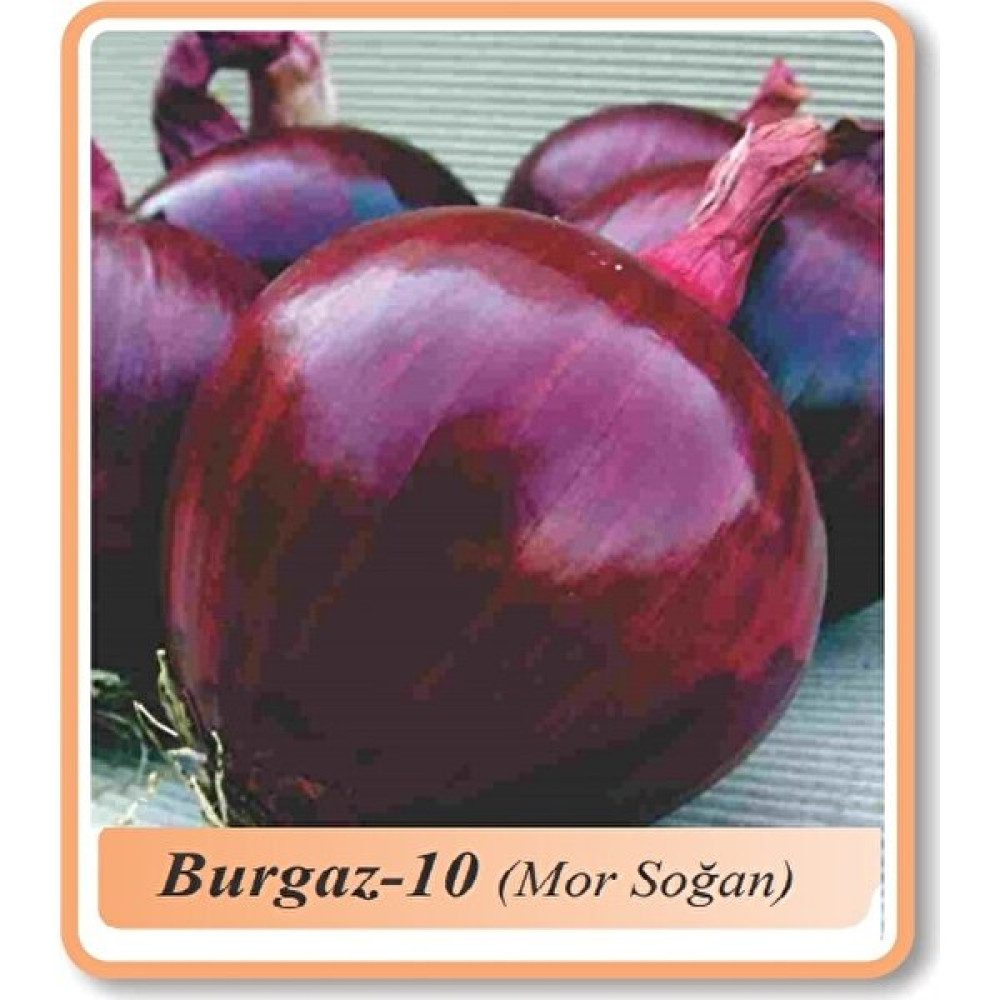 Paşa Tohumculuk Soğan Tohumu 10 gr Burgaz-10 Mor Soğan Tohum Fiyatı