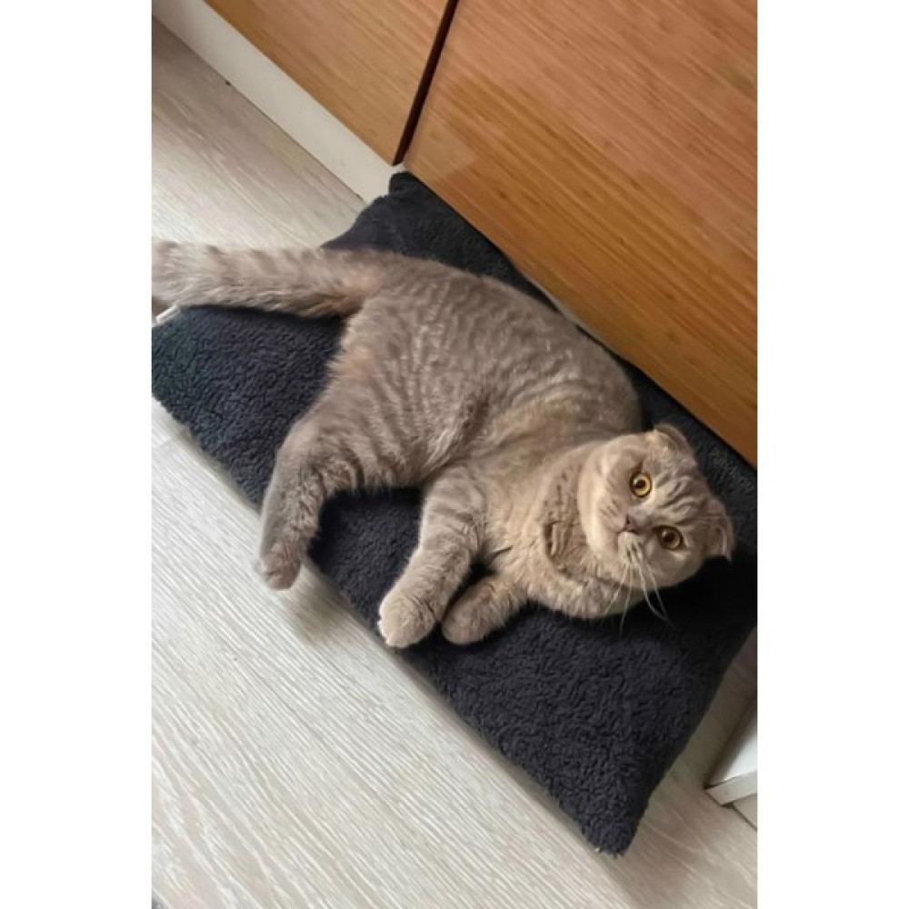 Patiderm Peluş Kedi ve Köpek Yatağı Yer Minderi - Karışık Renk Evcil Hayvan Ürünleri Fiyatı