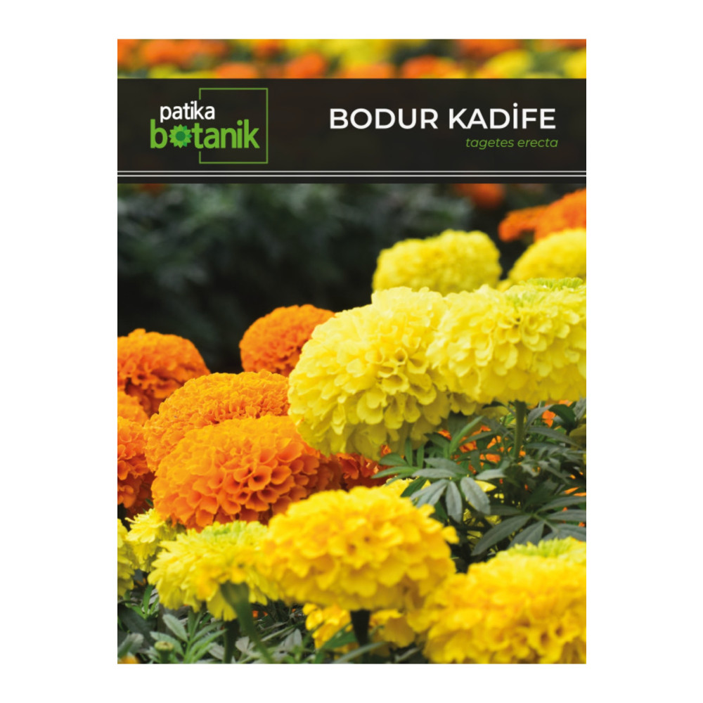 Patika Botanik 50 Adet Bodur Kadife Çiçek Tohumu (TAGETES L.) Tohum Fiyatı