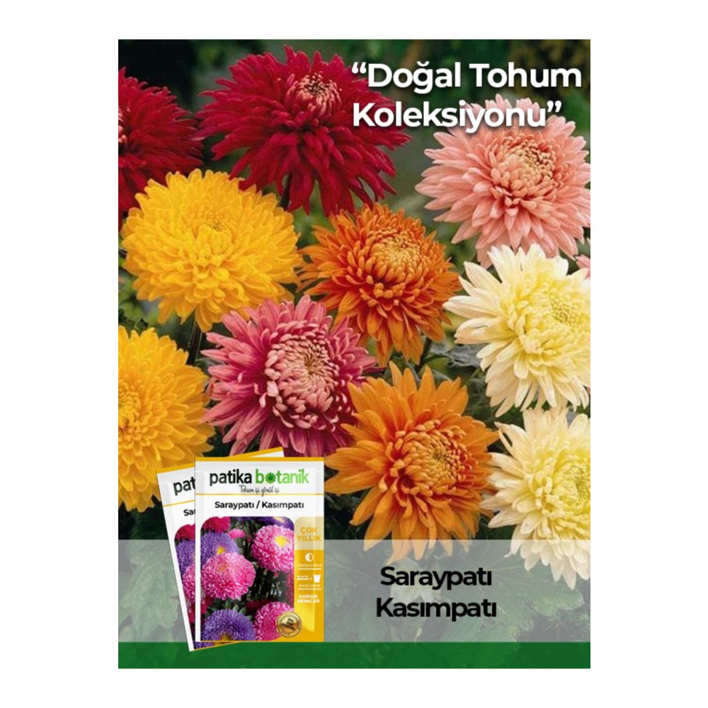 Patika Botanik 50 Adet Saray Patı (kasım Patı) Çiçek Tohumu Tohum Fiyatı