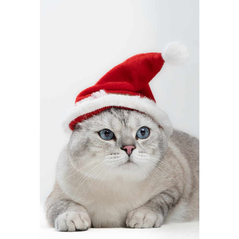 Patipatron Yeni Yıl Kedi Şapkası Lastikli Yılbaşı Şapkası Yetişkin Kedi Evcil Hayvan Ürünleri Fiyatı