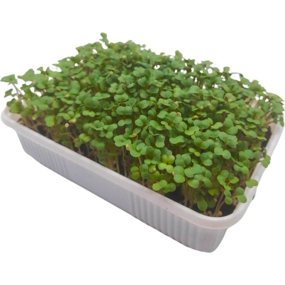Pauls Micro Farm Fesleğen Mikro Yeşil Yetiştirme Kiti - 1 Adet Tohum Fiyatı