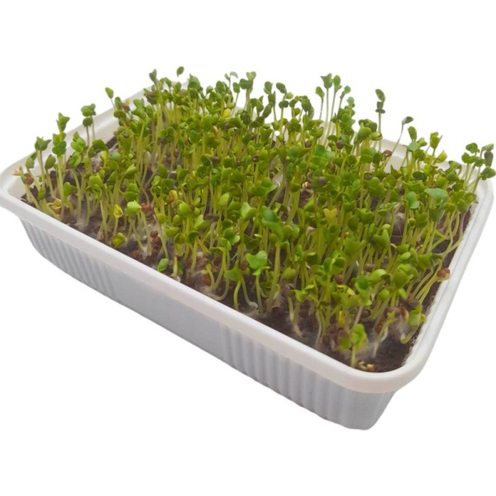 Pauls Micro Farm Maydanoz Mikro Yeşil yetiştirme Kiti - 1 Adet Tohum Fiyatı