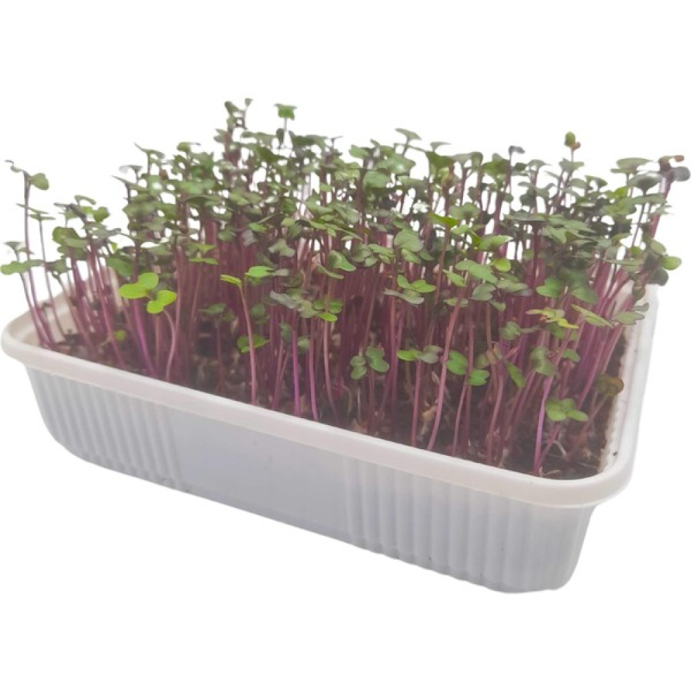 Pauls Micro Farm Mor Lahana Mikro Yeşil Yetiştirme Kiti - 1 Adet Tohum Fiyatı
