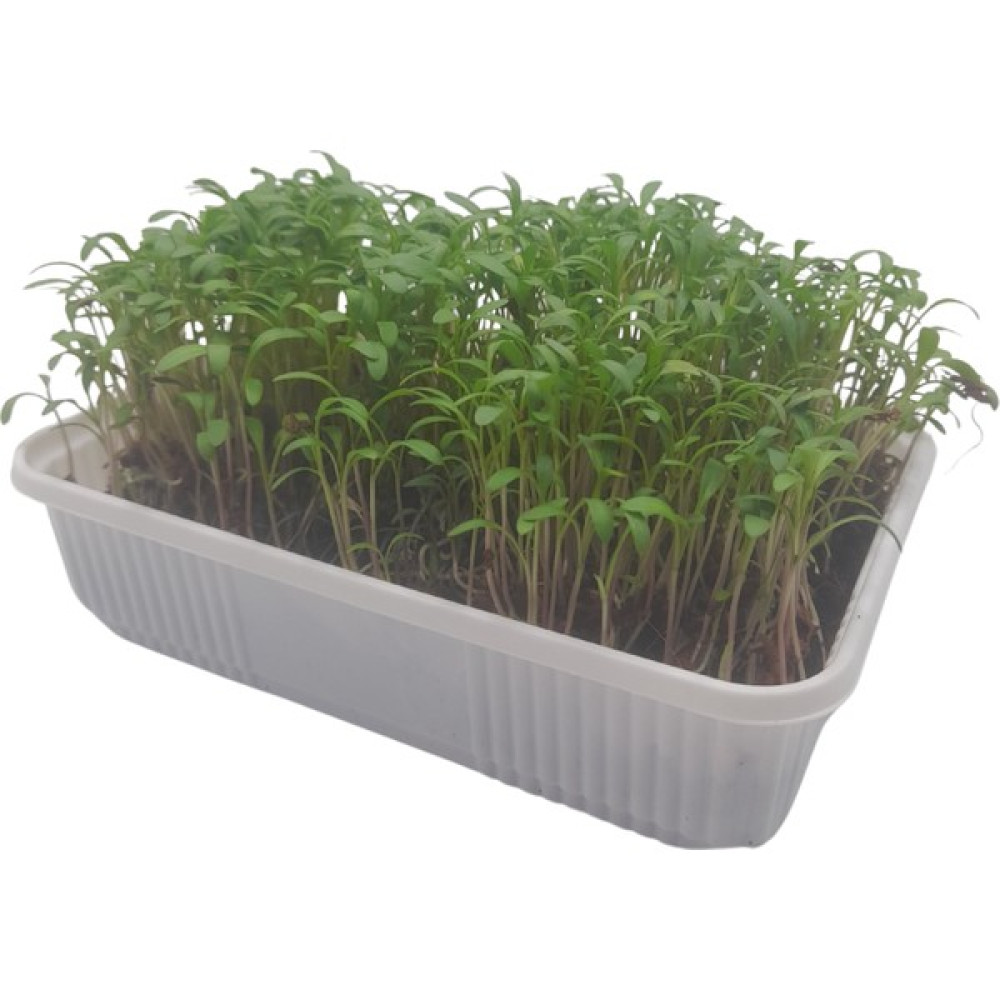 Pauls Micro Farm Tere Mikro Yeşil Yetiştirme Kiti - 1 Adet Tohum Fiyatı