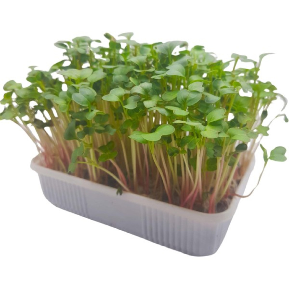 Pauls Micro Farm Turp Mikro Yeşil Yetiştirme Kiti - 1 Adet Tohum Fiyatı