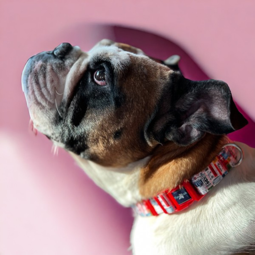Pawlook Köpek Boyun Tasması, Travel, Boyun Tasması - S - Pembe Evcil Hayvan Ürünleri Fiyatı