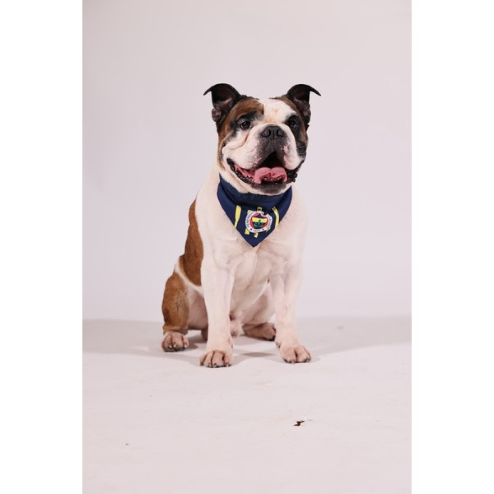 Pawlook Pawlook, Fenerbahçe Lisanslı,köpek Bandana, - Lacivert - L Evcil Hayvan Ürünleri Fiyatı