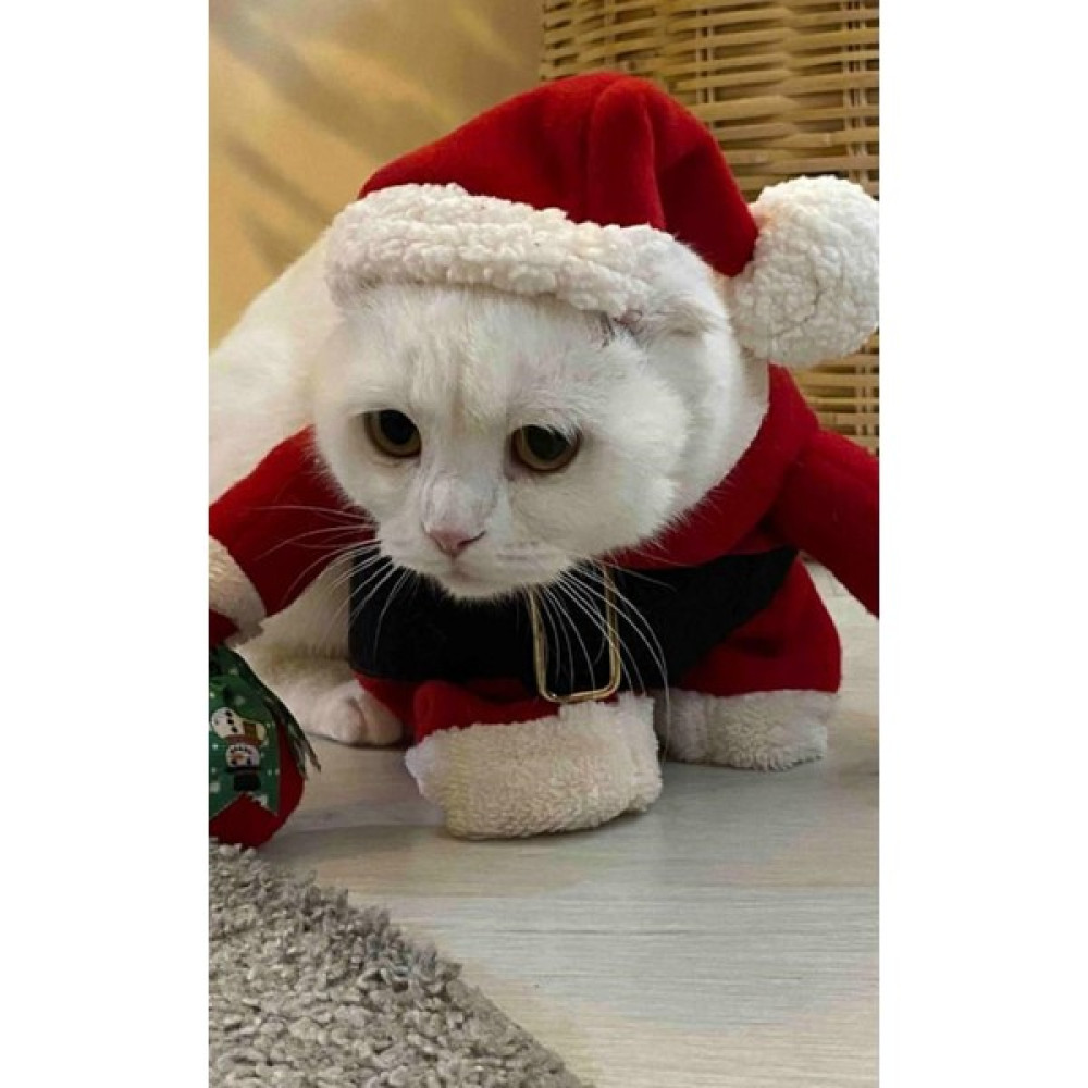 Pawsmania Noel Baba Kedi Kostümü - Kırmızı - S Evcil Hayvan Ürünleri Fiyatı