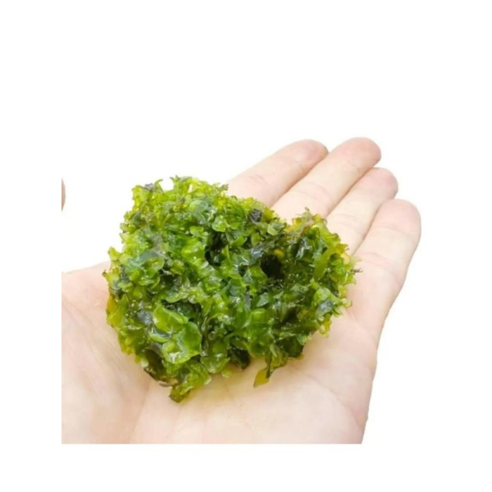 Pellia Moss (Monosolenium Tenerum) 1 Adet 5X5 Cm Tele Sarili Evcil Hayvan Ürünleri Fiyatı