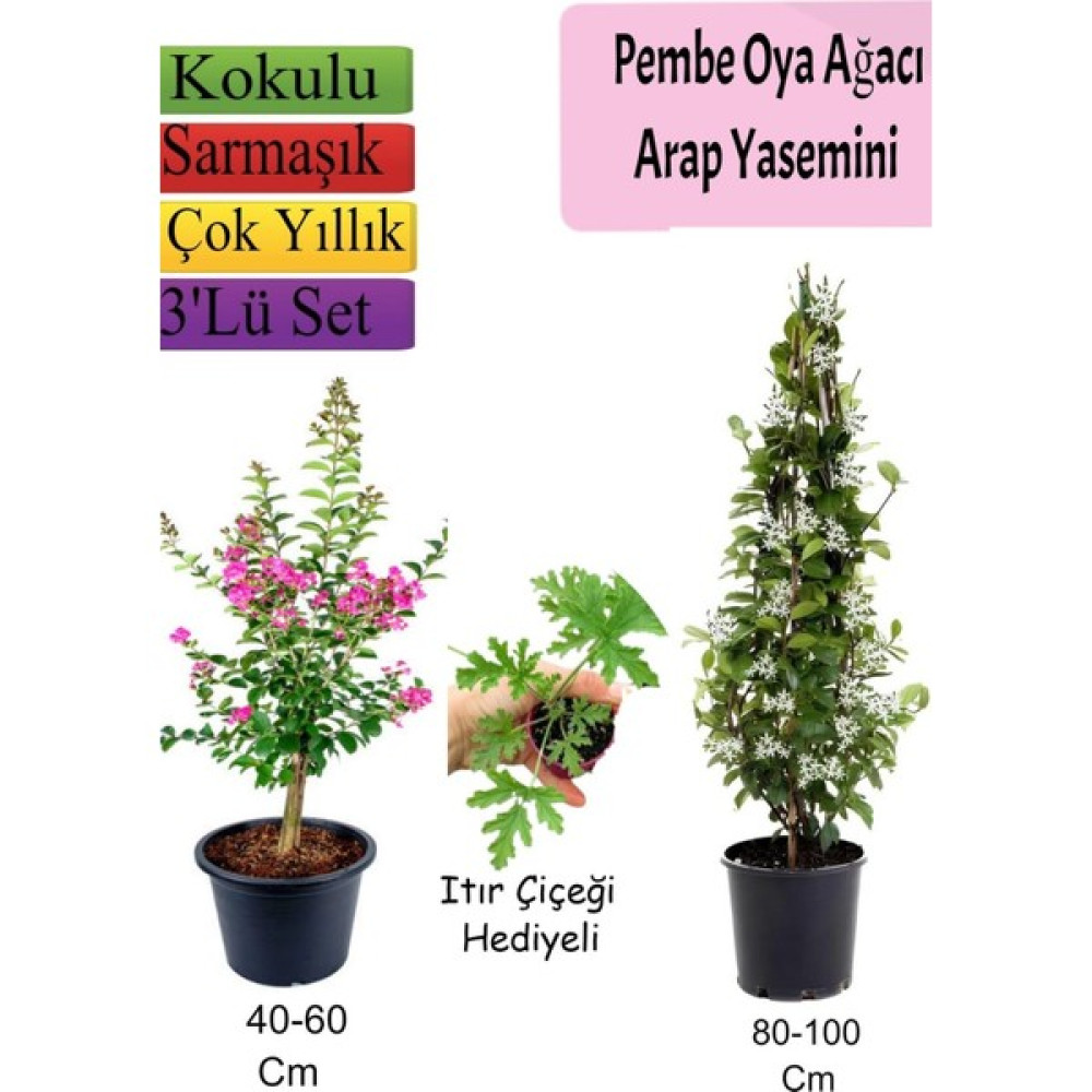 Pembe Oya Ağacı+ Arap Yasemini + Itır Çiçeği Hediyeli Oto Boyaları Fiyatı