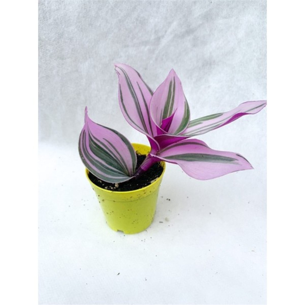 Pembe Telgraf Çiçeği Tradescantia Nanouk 5.5 cm Saksı Oto Boyaları Fiyatı