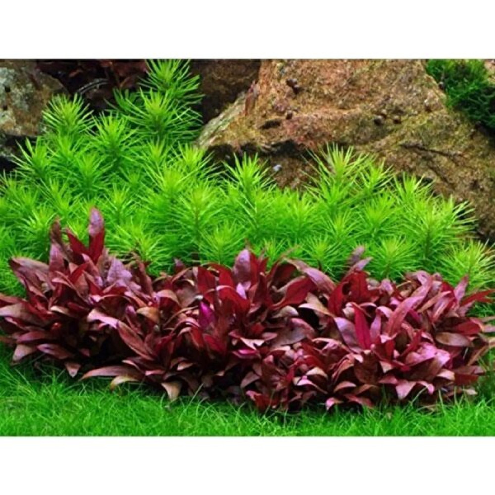 Pet Bitkim Alternanthera Reineckii Mini Akvaryum Bitkisi, Canlı Bitki 5 Dal Evcil Hayvan Ürünleri Fiyatı