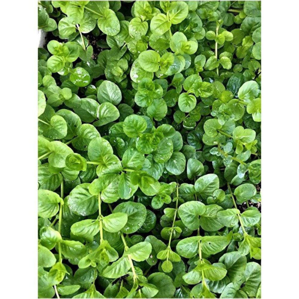 Pet Bitkim Bacopa Australis Akvaryum Bitkisi,canlı Bitki 5 Dal Evcil Hayvan Ürünleri Fiyatı