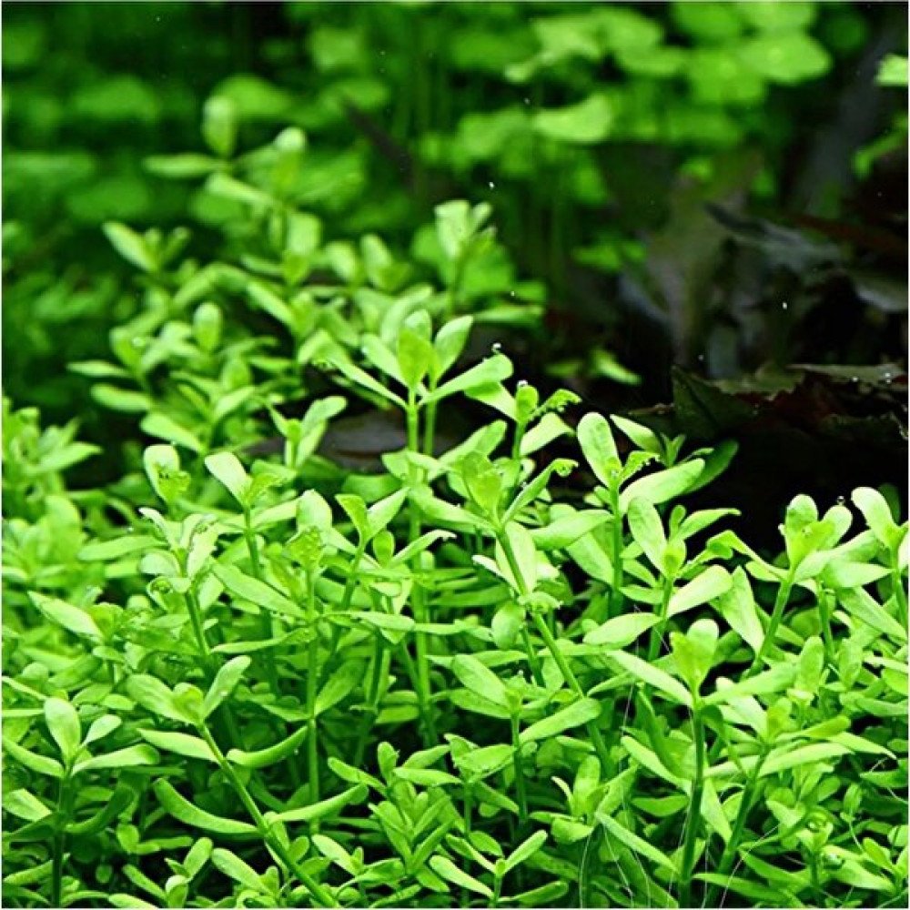 Pet Bitkim Bacopa Monnieri Akvaryum Bitkisi,canlı Bitki 5 Dal Evcil Hayvan Ürünleri Fiyatı