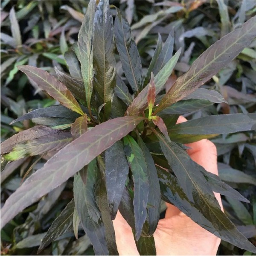 Pet Bitkim Hygrophila Angustifolia Rubra Akvaryum Bitkisi, Canlı Bitki 5 Dal Evcil Hayvan Ürünleri Fiyatı