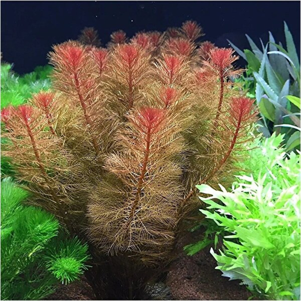 Pet Bitkim Myriophyllum Tuberculatum (Yeşil Formda) Akvaryum Bitkisi, Canlı Bitki 5 Dal Evcil Hayvan Ürünleri Fiyatı
