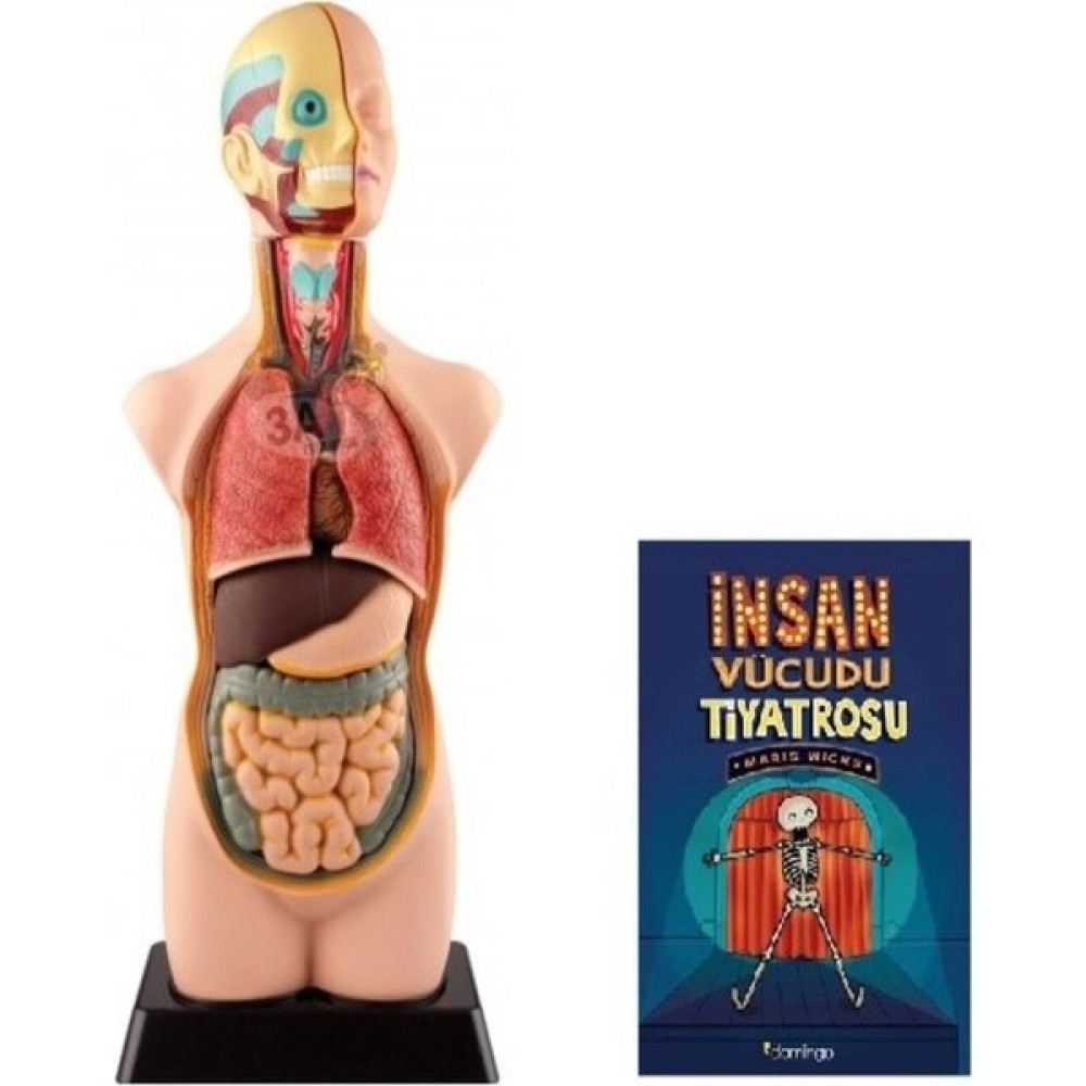 Peta Insan Vücudu Tiyatrosu + Insan Vücudu Model 11 Parça 50CM Çocuk Oyuncağı Fiyatı