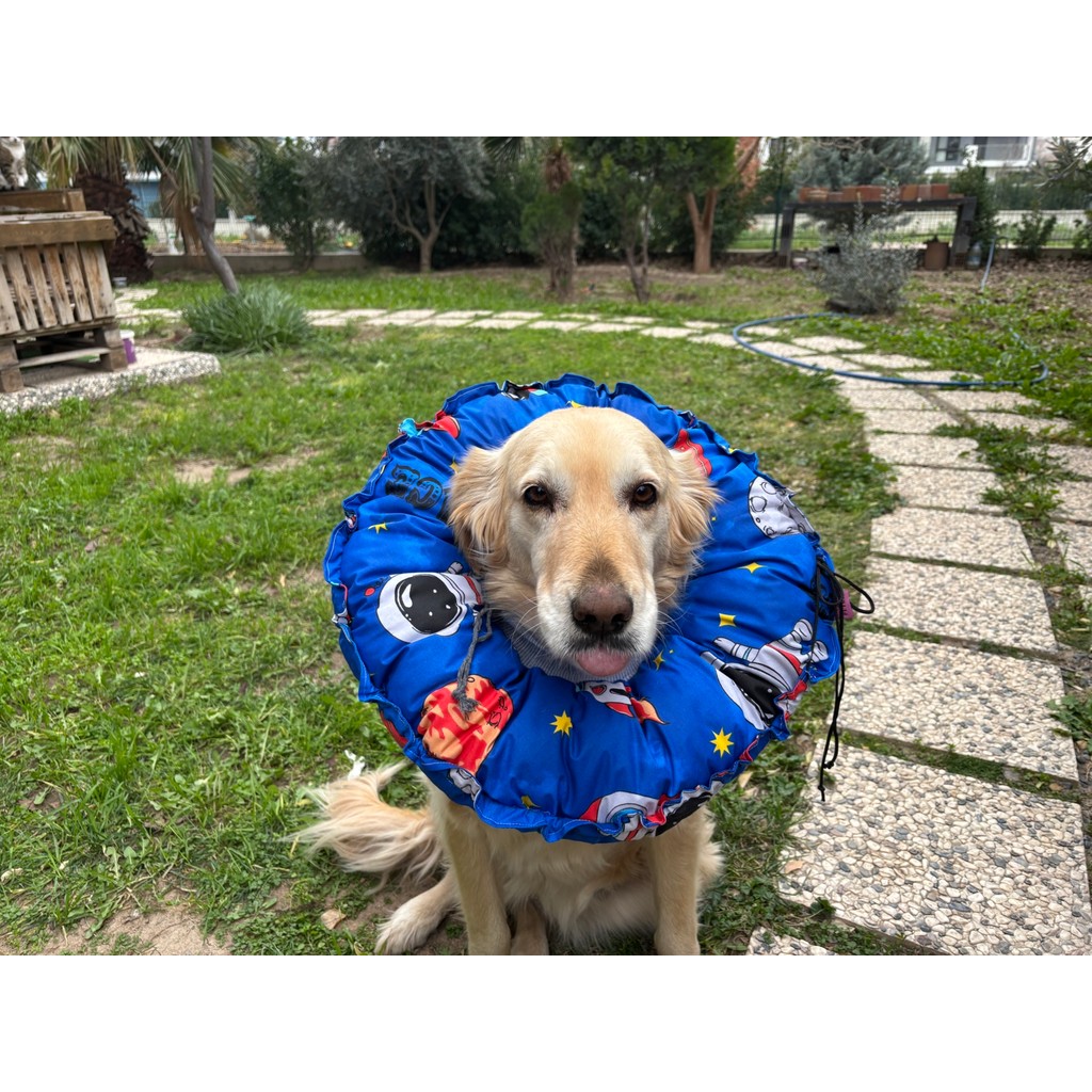 Petris 0.rta-Büyük.ırk Köpek Boyunluk-Elizabeth Yakalık Operasyon Boyunluk-Kedi Boyun Yastığı-Xxl - Mavi Evcil Hayvan Ürünleri Fiyatı