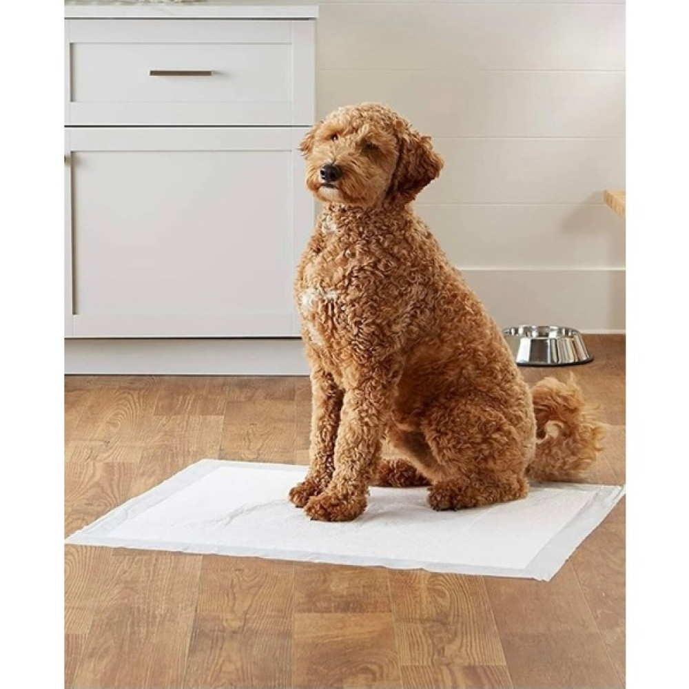 Pets Köpek Kokusuz Çiş Pedi 60X90 cm 10LU Paket Evcil Hayvan Ürünleri Fiyatı