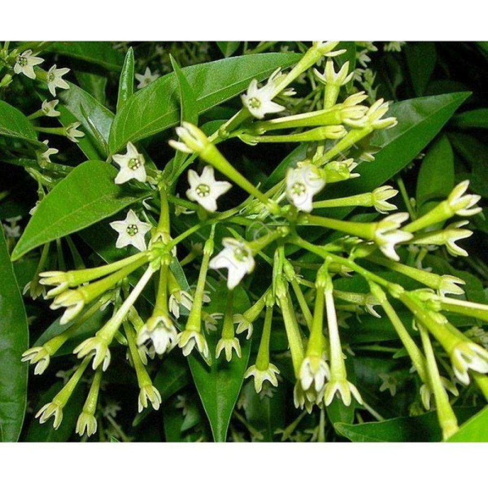 Peyzaj Yağmur Gece Sefası Limon Çiçeği Melisa (Torbalı) Gece Sefası Limon Çiçeği Melisa (Torbalı) Bitki Fiyatı
