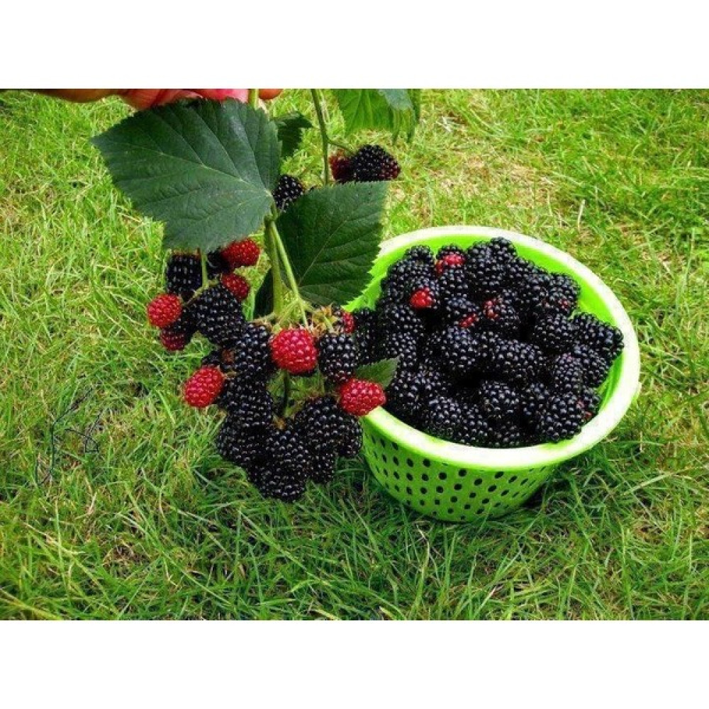 Peyzaj Yağmur Tüplü Fidan Dikensiz Jumbo Böğürtlen Fidanı Fidan Fiyatı
