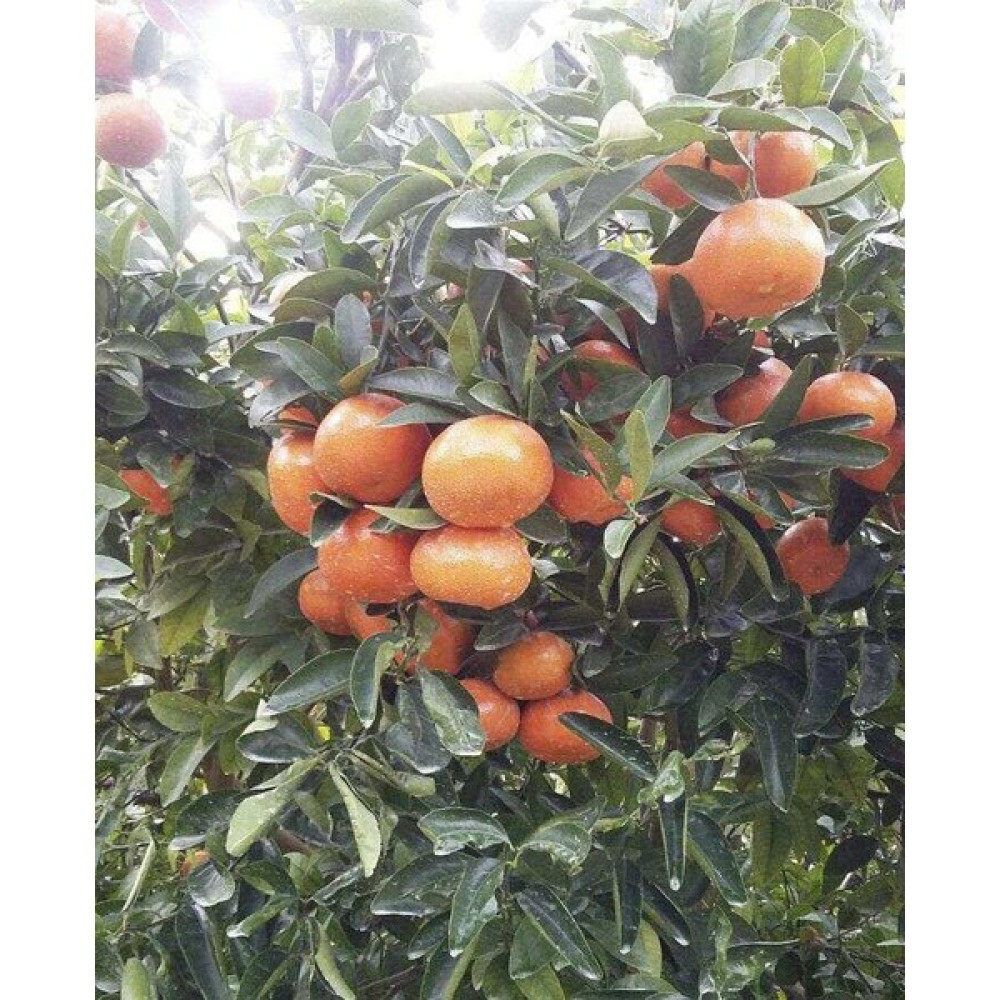 Peyzaj Yağmur Tüplü Fidan W.murcot Mandalina Fidanı Fidan Fiyatı