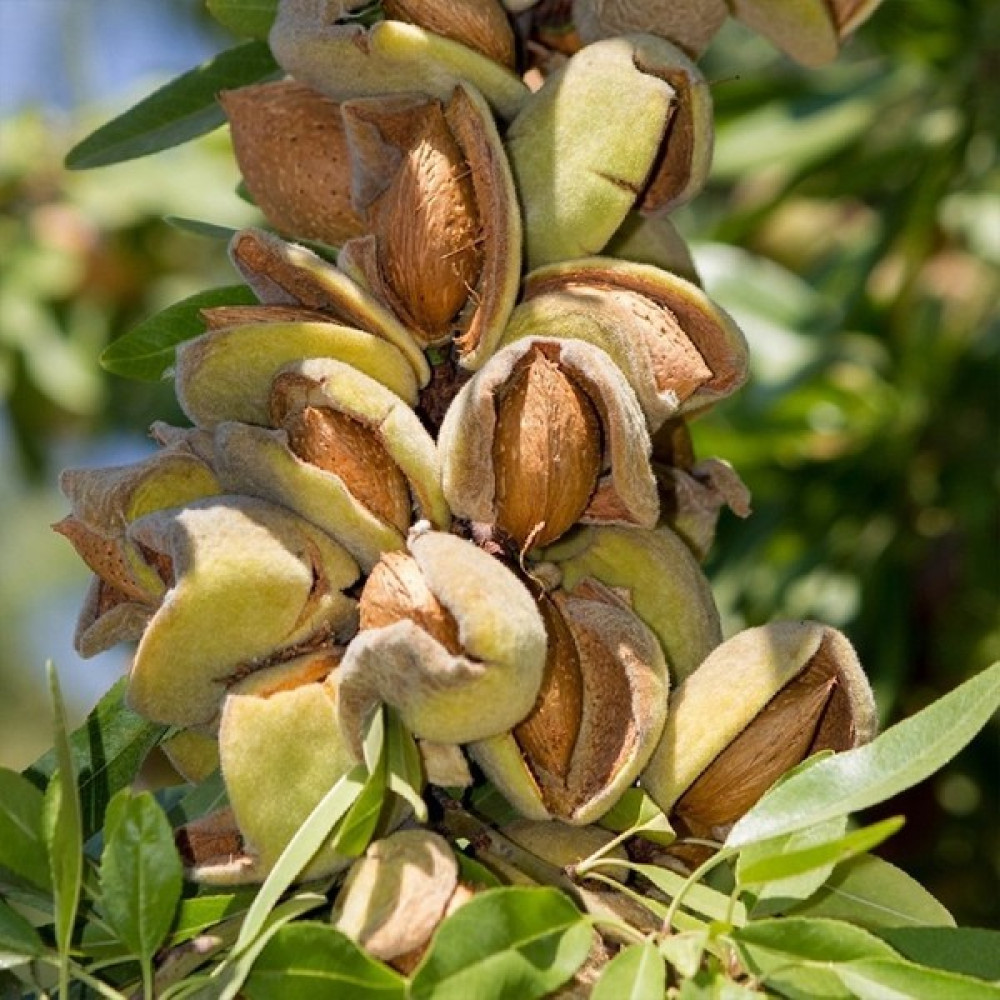 Peyzaj Yağmur Tüplü Yarı Bodur Ferragnes Badem Fidanı-3 Adet+2 Adet Tozlayıc Fidan Fiyatı