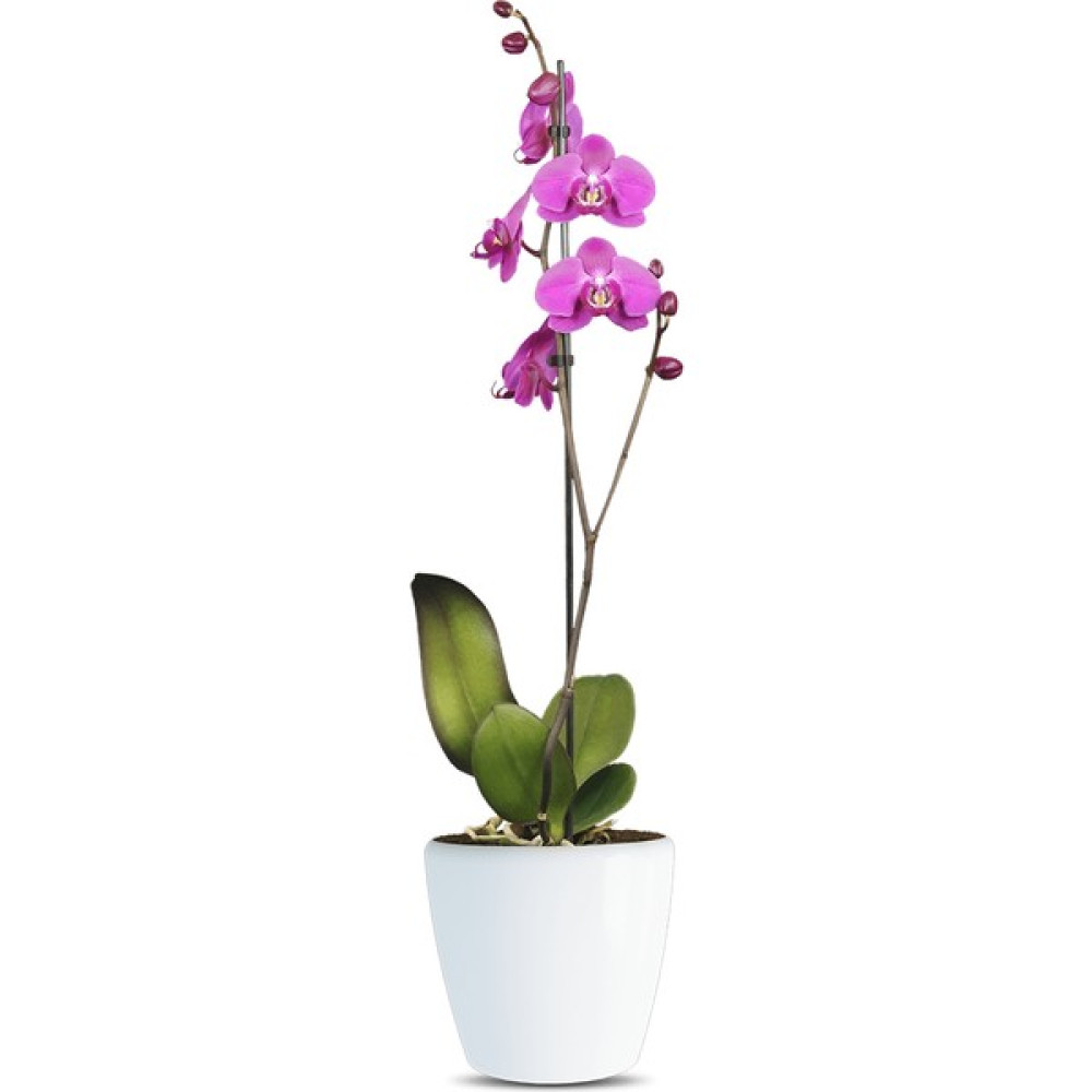 Phalaenopsis Atlantia Tek Dallı Pembe Orkide Bitki Fiyatı