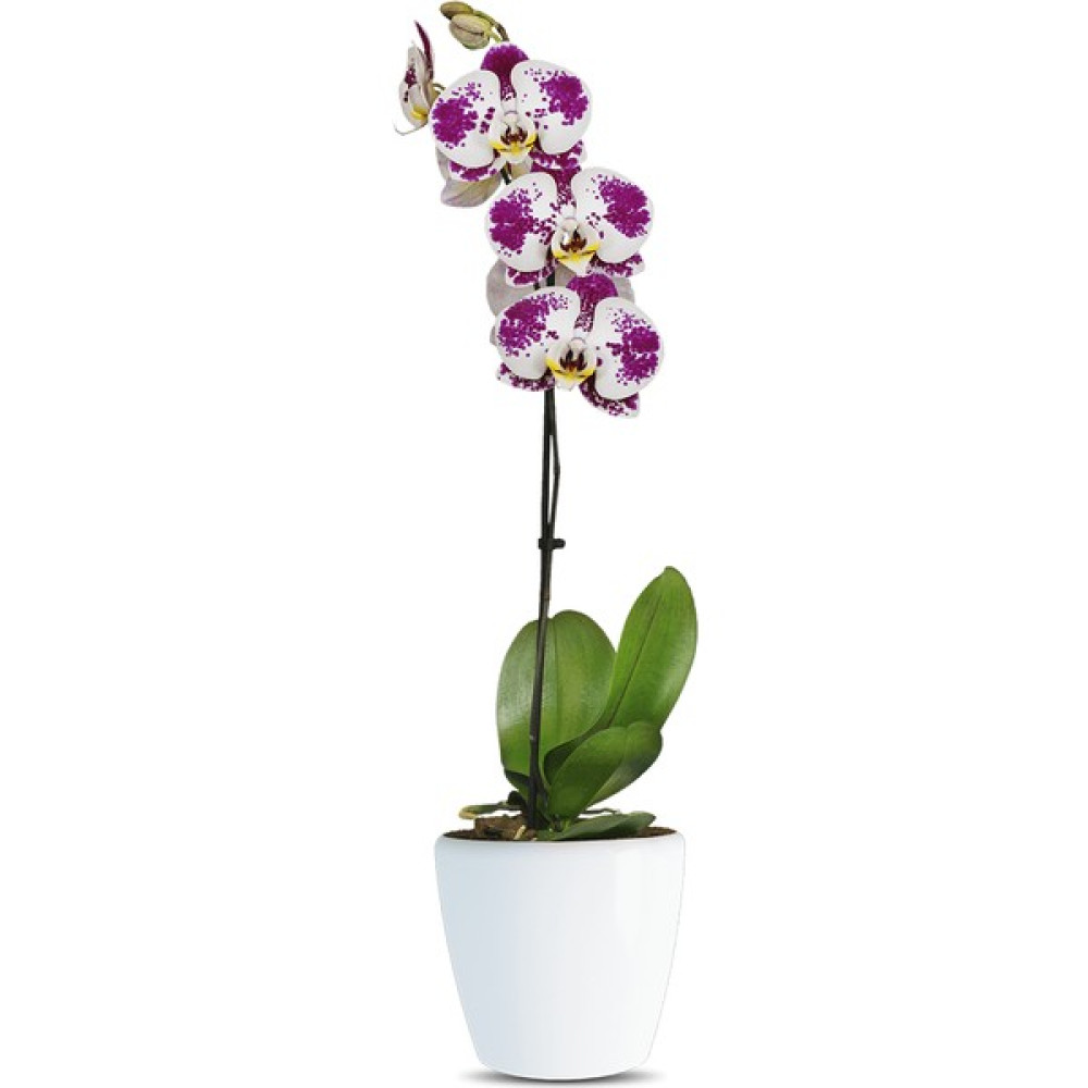 Phalaenopsis Rubby Tek Dallı Çok Renkli Orkide Bitki Fiyatı
