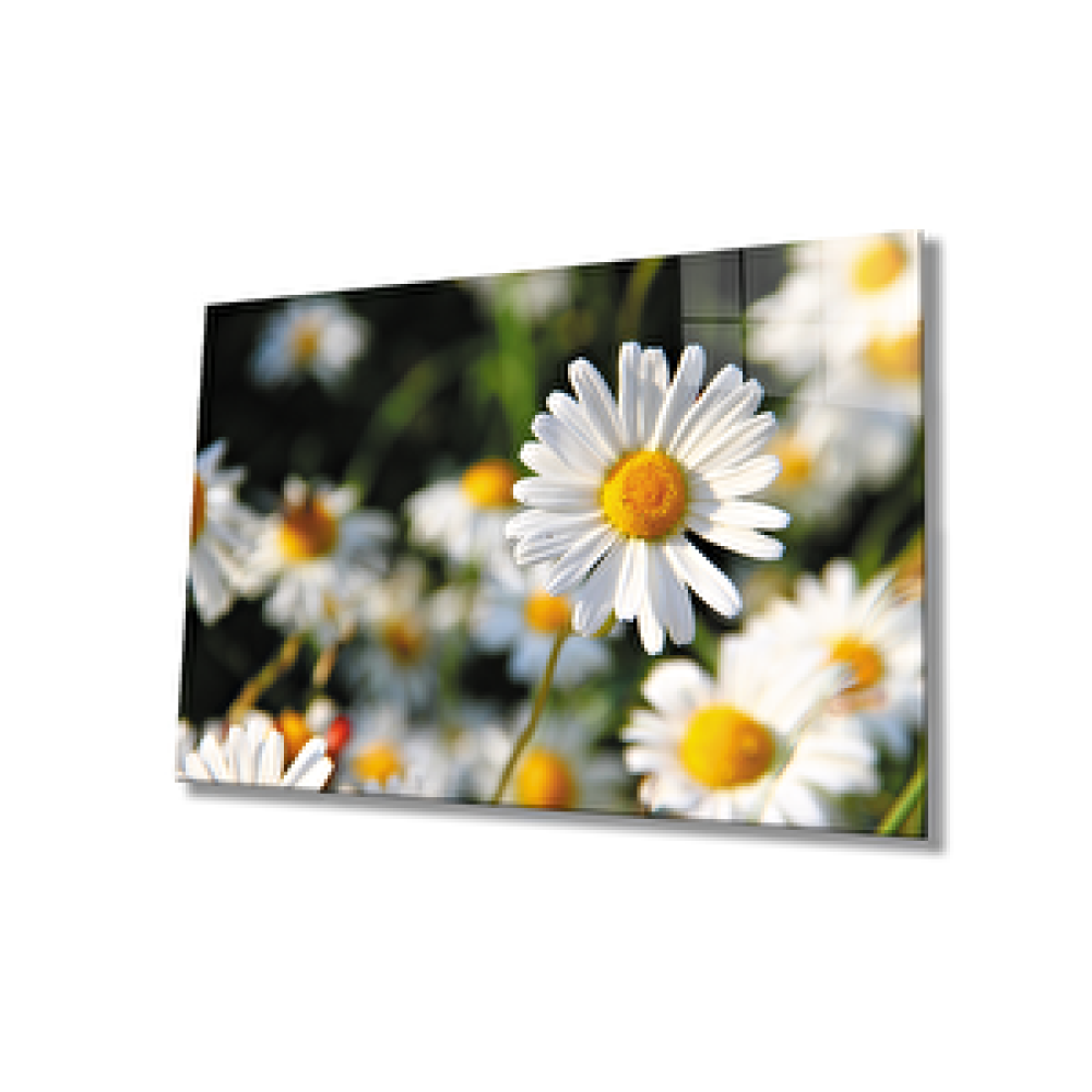 Pi Dekorasyon Papatya Cam Tablo Daisy 90x60 cm Tablo & Poster Fiyatı