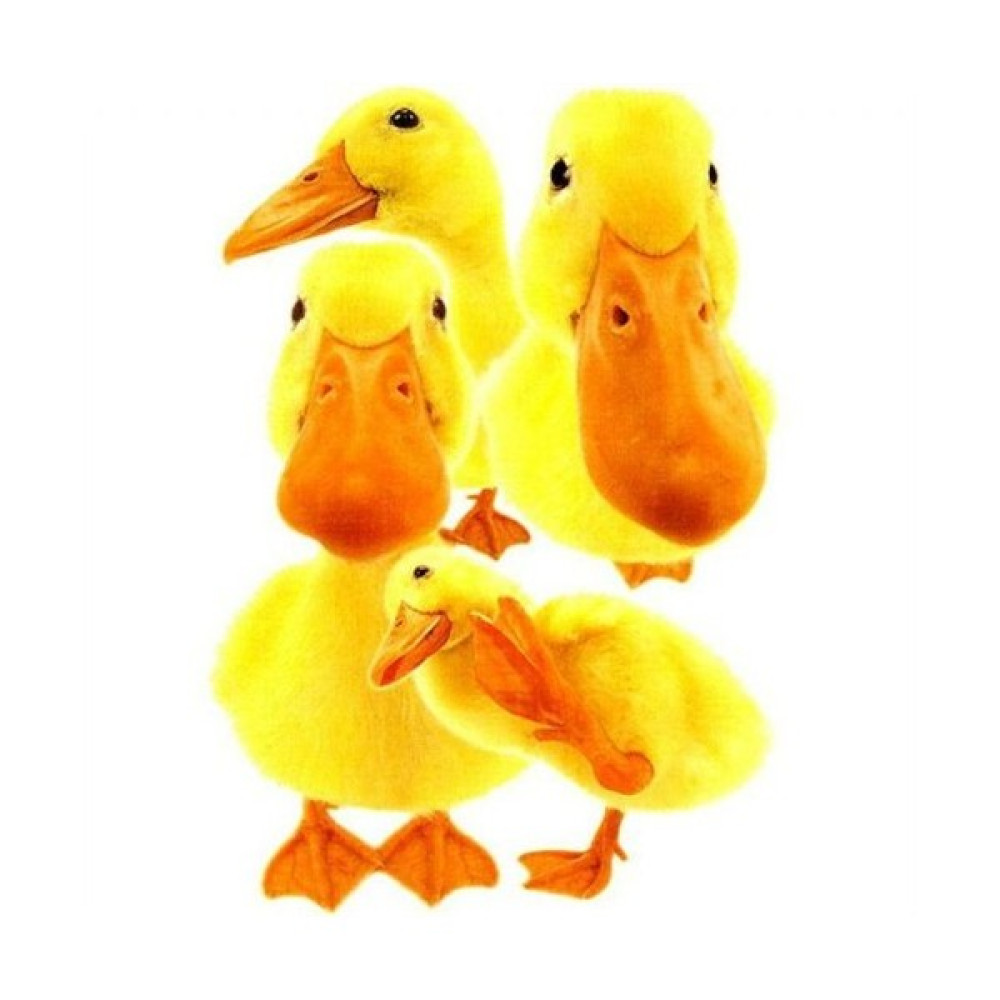Piatnik 100 Parça Puzzle Hanadeka Ördekler Oto Boyaları Fiyatı