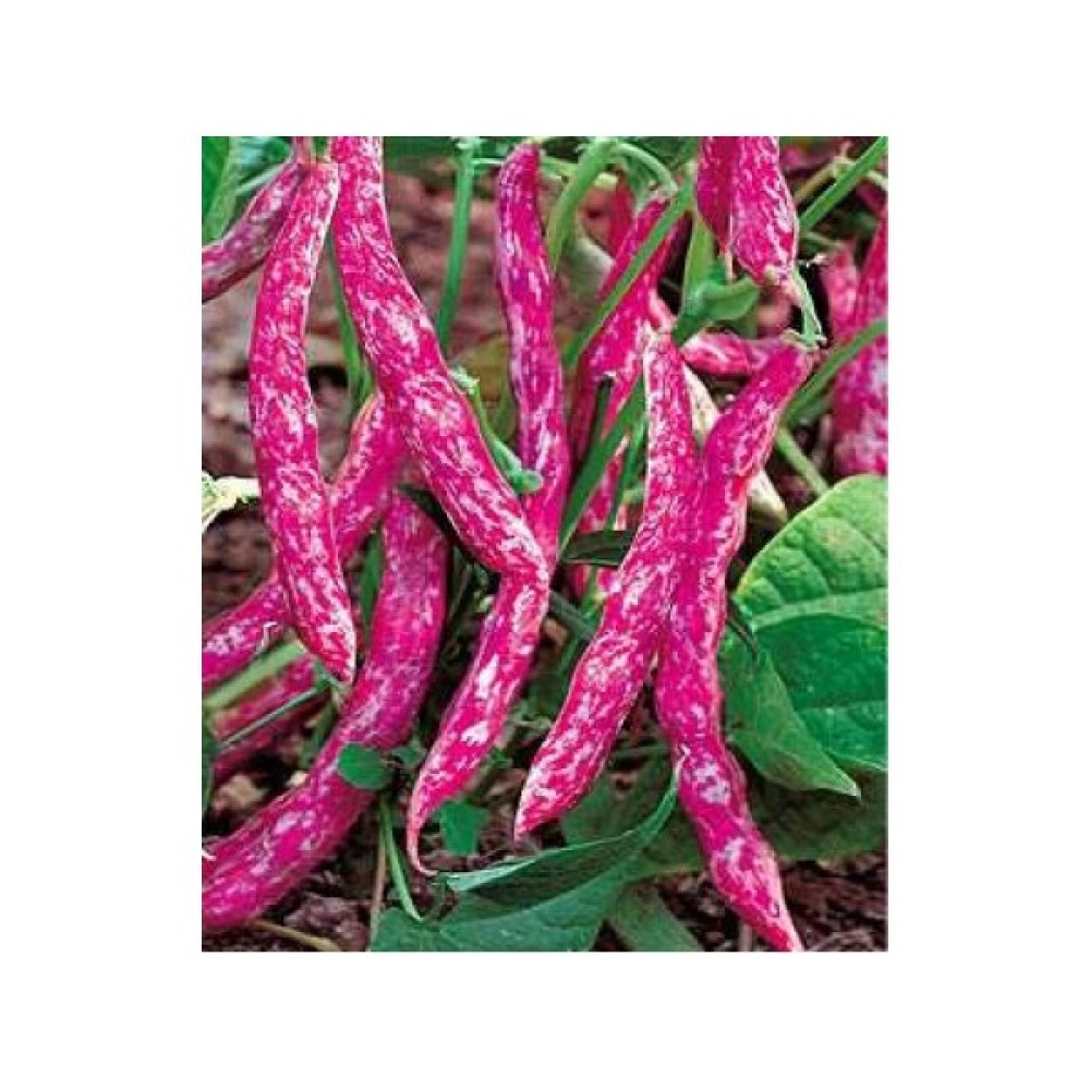 Pinaper Seed Fasulye Barbunya Sırık Tohumu 10 gr Pınaper Tohumculuk - 1 Paket Tohum Fiyatı