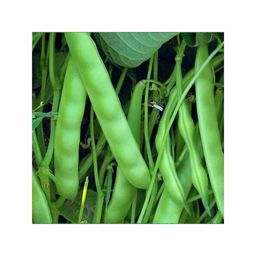 Pinaper Seed Fasulye Pin Gold Tohumu 10 gr Pınaper Tohumculuk - 1 Paket Oto Boyaları Fiyatı