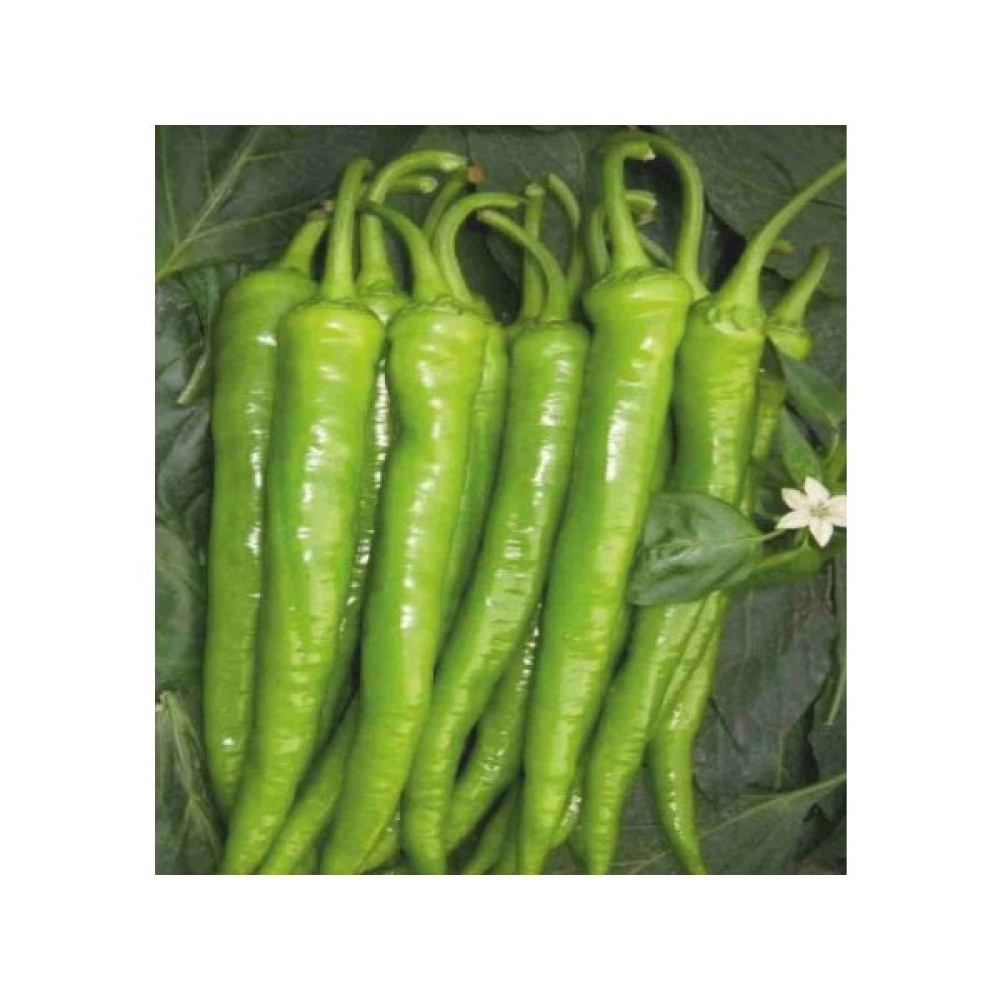 Pinaper Seed Sera Demre Biberi Tohumu 5 gr Pınaper Tohumculuk - 1 Paket Oto Boyaları Fiyatı