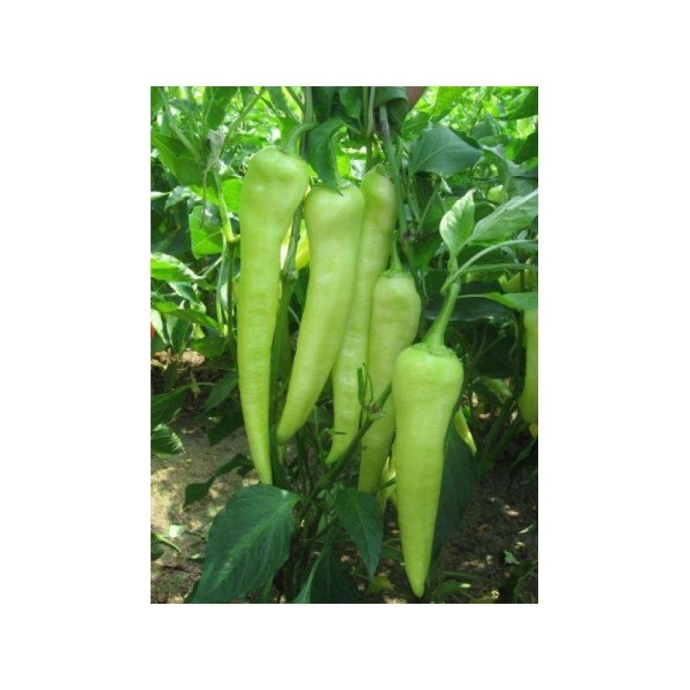 Pinaper Seed Yalova Çarliston Biber Tohumu 10 gr Pınaper Tohumculuk - 1 Paket Oto Boyaları Fiyatı