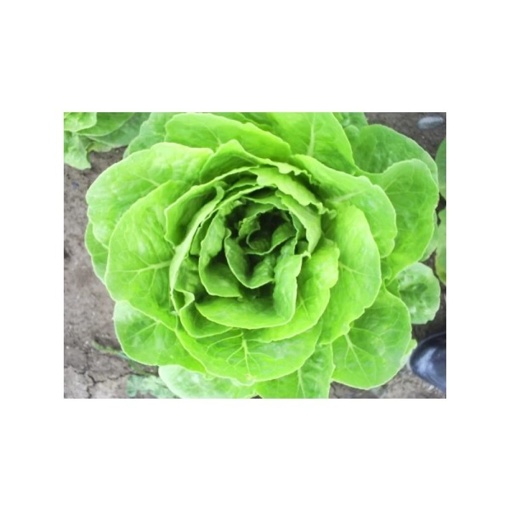 Pinaper Seed Yedikule Marul Tohumu 5 gr Pınaper Tohumculuk - 1 Paket Oto Boyaları Fiyatı